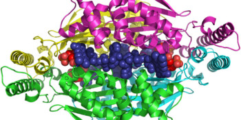 Simply Stated: Elevated Enzymes - Quest | Muscular Dystrophy Association