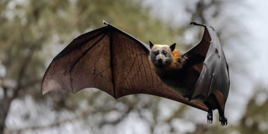 bat in flight