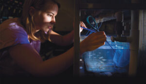 Researcher Elisabeth Kilroy dips a net into a tank of small silver fish.