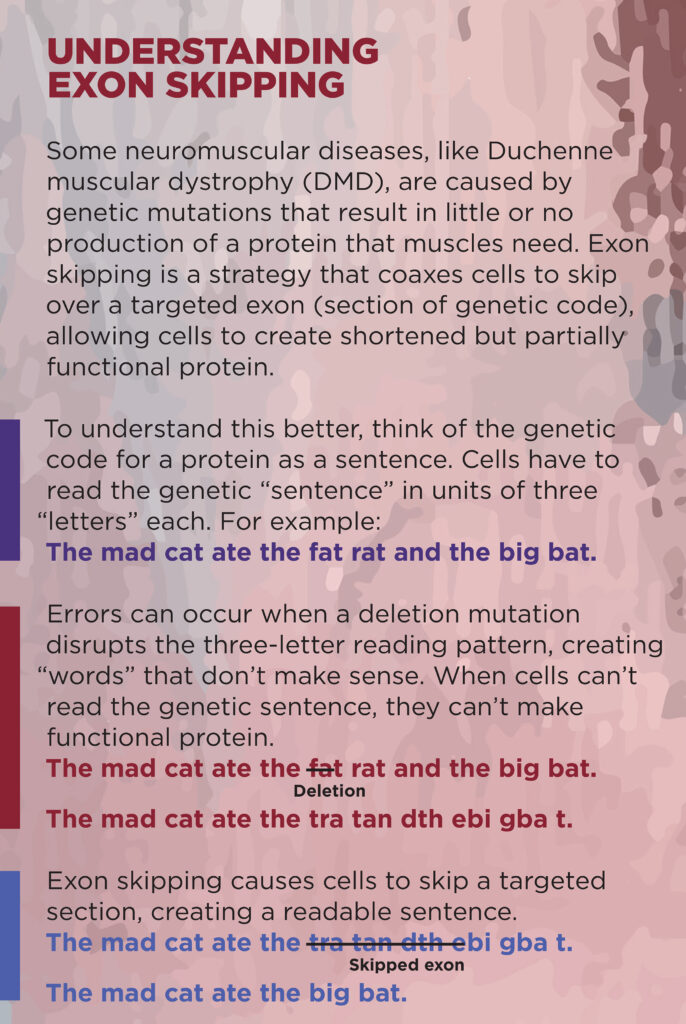 A deletion mutation disrupts the genetic sentence, creating words that don’t make sense. Exon skipping causes cells to skip a targeted section, creating a readable sentence.