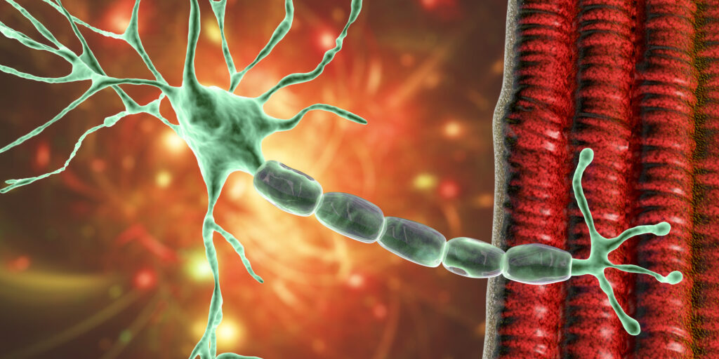 Motor neuron connecting to muscle fiber, 3D illustration. A neuromuscular junction allows the motor neuron to transmit a signal to the muscle causing contraction. It is affected by toxins and diseases