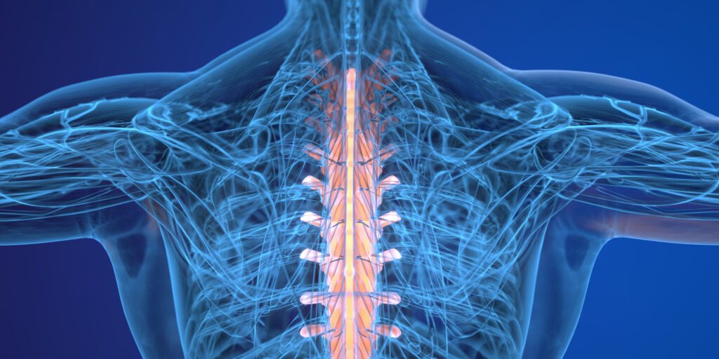 Medical illustration about Sacrum.3d rending.