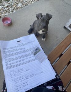 Foster puppy with training homework