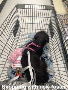 Shopping with a foster puppy