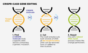 An illustration of the CRISPR-CAS9 gene editing process.