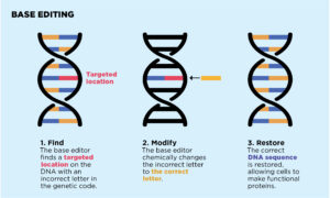 An illustration of the base editing process.