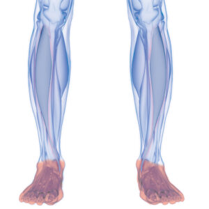 3D Illustration Concept of Human Muscular System Leg Muscles Tibialis Anterior Muscles Anatomy