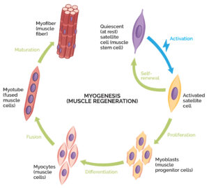 Illustration depicting the steps of myogenesis (muscle regeneration): At rest muscle stem cell, activated muscle stem cell, muscle progenitor cells, muscle cells, fused muscle cells, and muscle fiber.