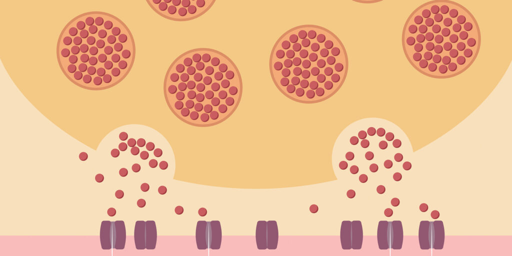 Illustration of the neuromuscular junction, where nerves send signals to muscles.