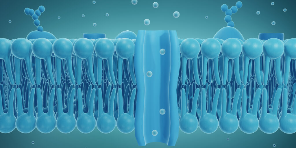 3d illustration showing molecules passing an ion channel in cell membrane