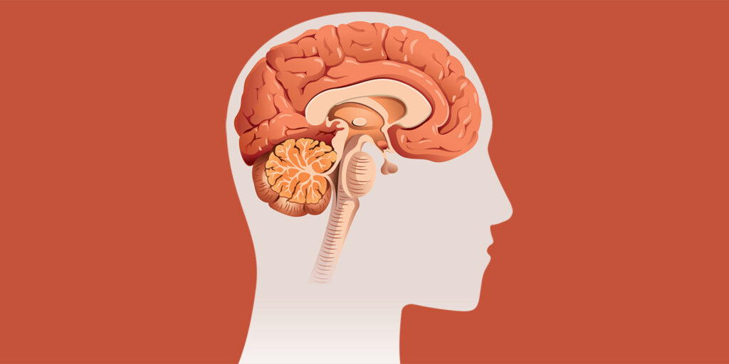 Illustration of a human brain, including the bulb-like structure in the lower part of the brain
