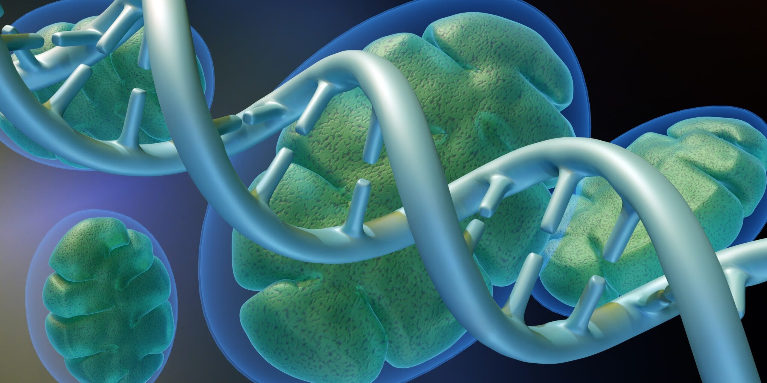 A 3d rendering of a mitochondrion, the powerhouse of the cell, intertwined with a segment of DNA.