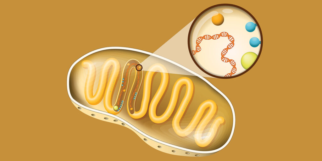 Illustration of a cross-section of a mitochondria, a sausage-shaped organelle that contains strands of mitochondrial DNA.