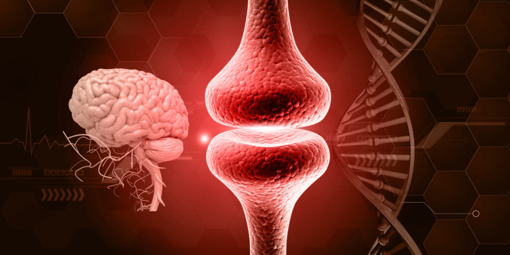 Human brain anatomy with Neurons, brain cells, neural network Synaptic transmission , Synapses. 3d illustration