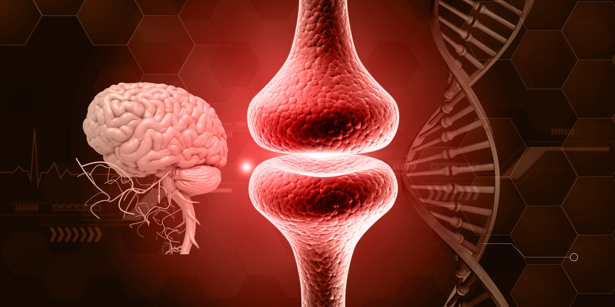 Human brain anatomy with Neurons, brain cells, neural network Synaptic transmission , Synapses. 3d illustration