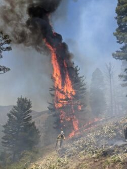 A fire fighter walks on a sloping hill as a tree burns behind him