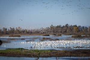 Thousands of birds gather on a wetland while flocks fly overhead under a clear blue sky.