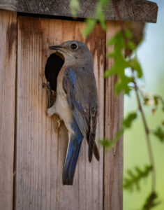Bluebird clinging to a wooden birdhouse beside the round nest opening.