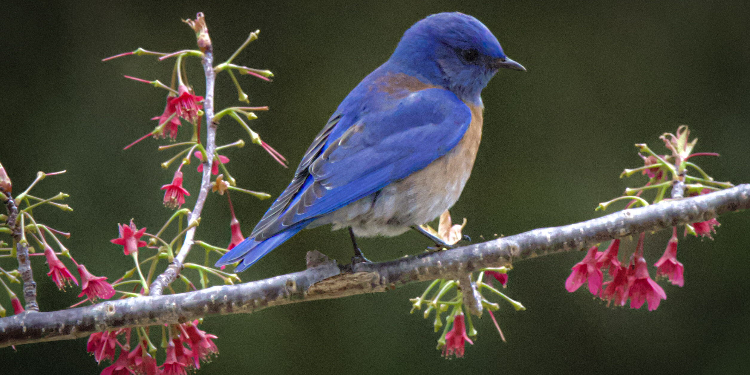 Bluebird perched on a flowering tree branch against a blurred green background.