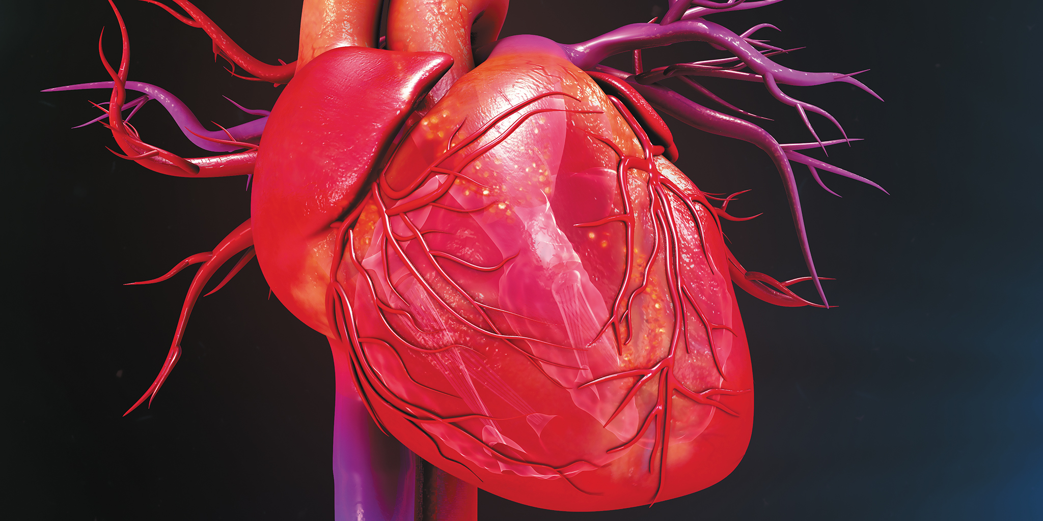 Detailed 3D illustration of a human heart with visible arteries and veins against a dark background.