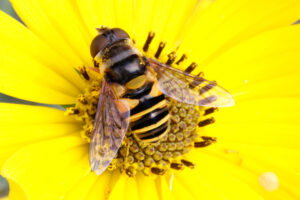 Original photography by author 