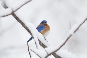 Original Photography by author 