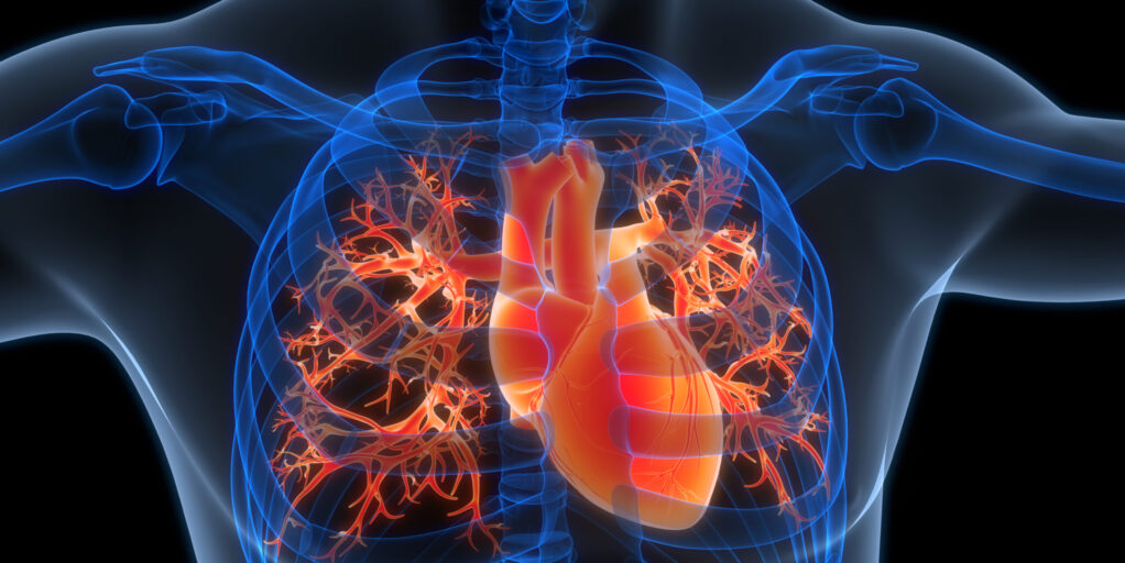 3D Illustration Concept of Human Circulatory System Heart Anatomy
